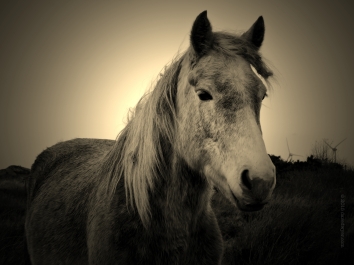 Horse with no name